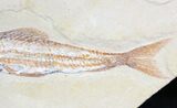 Viper Fish (Prionolepis) Fossil - Lebanon #22106-2